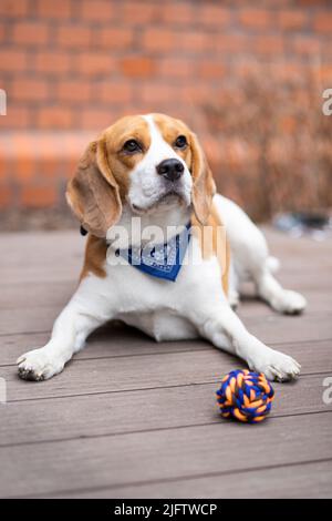 petit chien de beagle assis au sol avec une balle et un colar Banque D'Images