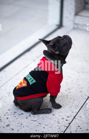 chien de taureau français chiot assis dans le jardin avec une chemise rouge Banque D'Images