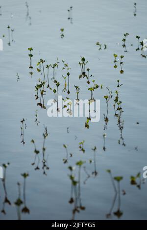 Les plantes germer sous l'eau pendant la haute eau. De magnifiques reflets et ombres sur l'eau. Banque D'Images