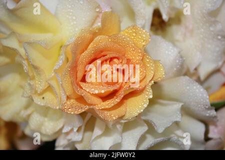 Rose en fleurs avec un bourgeon blanc-jaune moelleux en pleine fleur. Paysage floral lumineux avec rose fraîche en fleurs. LA ROSE GOUTTE DE L'EAU Banque D'Images