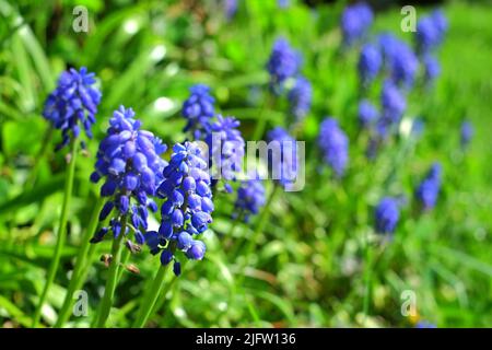 Une fleur bleue de Muscari Botryoides dans un jardin avec un arrière-plan flou. Vue rapprochée d'une magnifique plante de jacinthe de raisin dans la nature. Fleurs bleues avec Banque D'Images