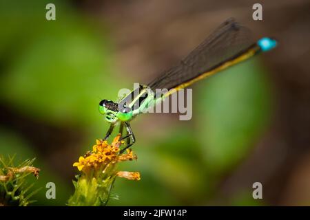 Photo macro d'un damselfly qui perche sur une fleur dans un jardin tropical à fort Lauderdale, en Floride. Banque D'Images