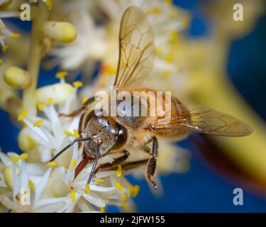 Une abeille explore quelques fleurs dans un jardin tropical. Banque D'Images