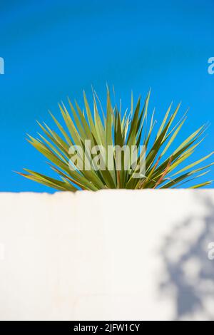 Yucca poussant sous un ciel bleu clair avec un espace de copie derrière un mur blanc. Feuilles picky d'une plante obstruée qui pousse à l'extérieur. Pointes pointues d'un Banque D'Images