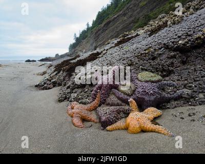Les étoiles de mer colorées d'Ocher, Pisaster ochraceus, s'accrochent aux rochers le long de la côte nord de l'Oregon. Ces étoiles de mer sont considérées comme des espèces de clef de voûte. Banque D'Images