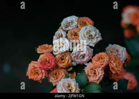 molles et un peu sec roses et blanches à l'ombre, fleurs en décoloration Banque D'Images