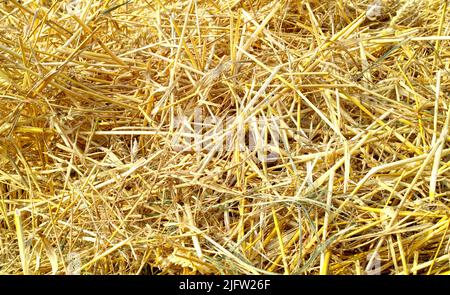 Gros plan d'un tas de foin coupé à sec après la récolte. Zoom de texture organique rugueuse empilée sur le sol prêt à être nourri au bétail. Plantes de paille Banque D'Images