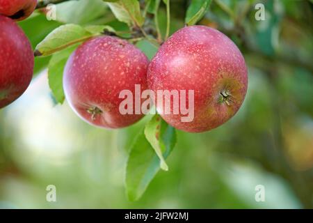 des pommes rouges vibrantes et saines qui poussent sur des arbres pour la récolte dans un verger durable en plein air par temps ensoleillé. Des produits frais et mûrs juteux en croissance Banque D'Images