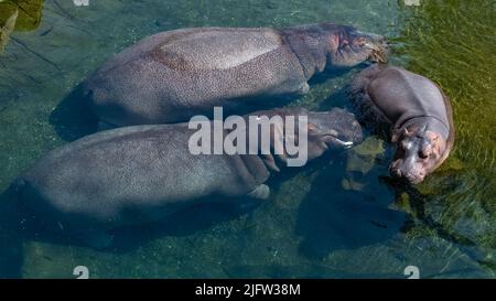 Un bébé hippopotame baignant dans le lac avec sa famille, portrait Banque D'Images