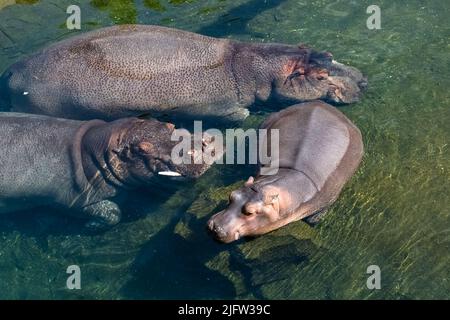 Un bébé hippopotame baignant dans le lac avec sa famille, portrait Banque D'Images