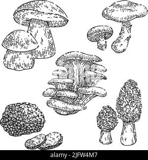 vecteur de dessin à la main de l'ensemble rétro de champignons Illustration de Vecteur