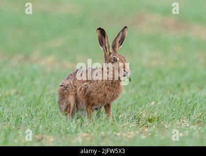 Un grand lièvre brun fort . Il a été pris dans l'acte de s'emmuer à travers une mauvaise herbe dans l'orge de printemps. Suffolk.R.-U. Banque D'Images