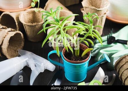 Accessoires et outils de jardinage avec herbe verte et succulent sur table en bois Banque D'Images