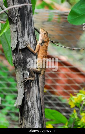 Grand Lizard orange typique sur le bois au Vietnam Banque D'Images