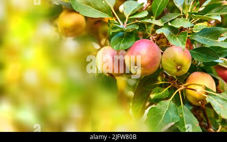 CopySpace avec des pommes rouges fraîches qui poussent sur des arbres pour la récolte dans un verger durable en plein air le jour ensoleillé. Des produits nutritifs juteux et mûrs en croissance Banque D'Images