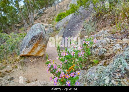 Gros plan de fleurs de Fynbos pourpres et roses qui poussent sur un paysage de montagne rocailleux avec copyspace. Plantes exclusives à Cape Floral Kingdom. Bagues le long d'un Banque D'Images