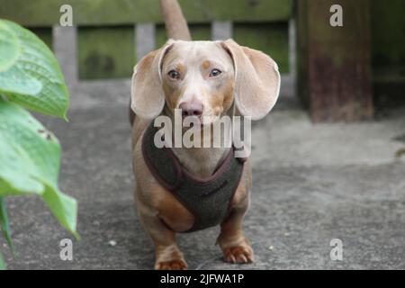 yoshi , mignon dachshund 2022 pris dans le sud du pays de galles Banque D'Images