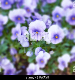 Pansies pourpres poussant dans un jardin de cour en été. Vue de dessus de belles fleurs hybrides fleuries sur la pelouse au printemps à l'extérieur d'en haut. Floraison Banque D'Images