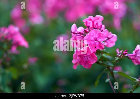 Gros plan de la fleur de mousche rose poussant sur un arbre dans un jardin en été. Les plantes fleuries fleurissent sur les branches dans une cour verdoyante au printemps Banque D'Images