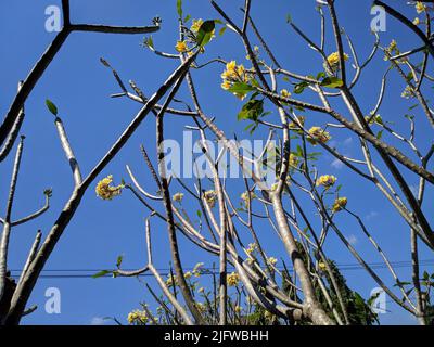 Angle bas des Plumeria sur le ciel bleu. Connu sous le nom de frangipani, un genre de plantes à fleurs de la sous-famille Rauvolfioideae. Beau temps. Banque D'Images