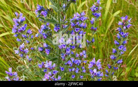 VIPERS BUGLOSS ECHIUM VULGARE PLANTE ET FLEURS POUSSANT SUR UNE BANQUE AVEC DES HERBES DANS HIGHLAND ECOSSE JUILLET Banque D'Images