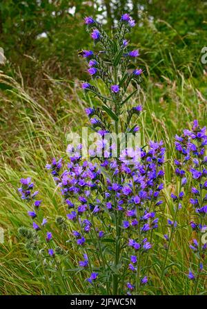 VIPERS BUGLOSS ECHIUM VULGARE PLANTE DES ABEILLES ET DES FLEURS SUR UNE BANQUE DANS LES HIGHLANDS EN ÉCOSSE EN JUILLET Banque D'Images