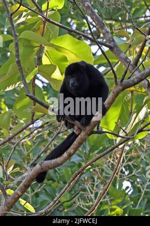 Howler mangé (Alouatta palliata) adulte assis dans un arbre du Costa Rica Mars Banque D'Images