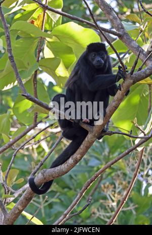 Manebuy Howler (Alouatta palliata) adulte femme et bébé assis dans un arbre Costa Rica Mars Banque D'Images
