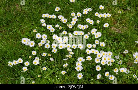 Vue de dessus de beaucoup de fleurs de Marguerite poussant dans le jardin de cour en été. Plantes fleuries fleurir dans son environnement naturel au printemps d'en haut Banque D'Images
