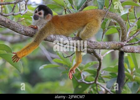 Singe d'écureuil d'Amérique centrale (Saimiri oerstedii oerstedii) immature située sur la branche de la péninsule d'Osa, Costa Rica, Mars Banque D'Images