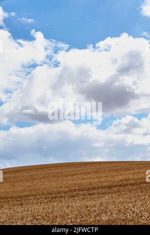 Paysage d'un champ de blé récolté par jour nuageux. Ferme rustique sur un horizon bleu. Grain brun en pleine croissance en été danois. Maïs biologique Banque D'Images