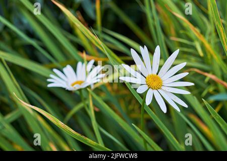 Gros plan de deux fleurs de pâquerette qui poussent dans un pré herbacé. Marguerite plantes vivaces florissant au printemps. Belles têtes de fleurs blanches et jaunes Banque D'Images