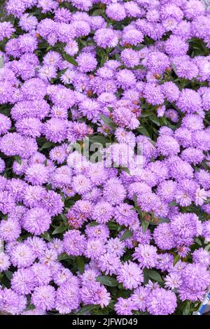 Fleurs sauvages violettes qui poussent dans un jardin d'arrière-cour en été. Plantes fleuries fleurir dans son environnement naturel au printemps d'en haut pour le jardinage Banque D'Images
