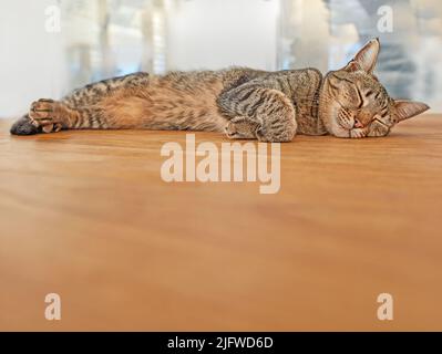 Chat mignon dormant sur le sol avec espace publicitaire. Adorable animal de compagnie qui prend une sieste dans le salon. Feline grise posée sur une surface en bois. Un animal heureux au repos Banque D'Images