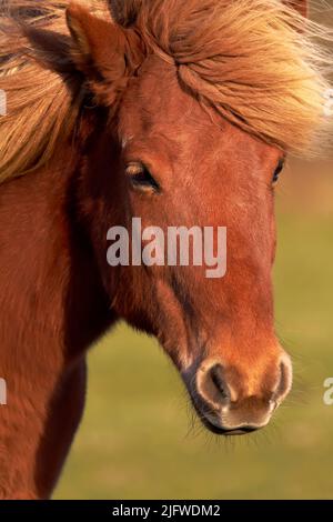 Gros plan d'un cheval de châtaignier avec un manteau brun brillant et doux et de la manie à l'extérieur. Visage avec front et museau d'un étalon ou d'une jument tamé qui paissent dessus Banque D'Images