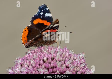 Gros plan de papillon amiral rouge perchée sur fleur d'oignon de poireau sauvage rose sur fond de nature avec copyspace. Un vanessa atalanta sur violet Banque D'Images