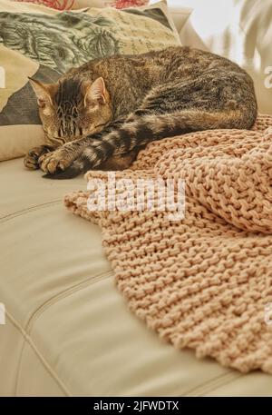 Un joli chat tabby dormant sur un lit. Un chaton douillet reposant sur un coussin doux et confortable pour une sieste de l'après-midi. Animal domestique en fourrure gâté qui apprécie le Banque D'Images
