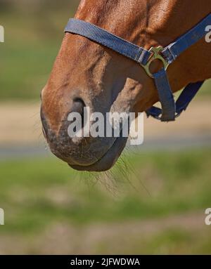 Gros plan d'un museau de cheval d'animal de compagnie, harnais de tête dans les pâturages de ferme de pâturage à distance. Texture, détail de cheveux et de nez d'un étalon ou d'une jument brun domestiqué Banque D'Images