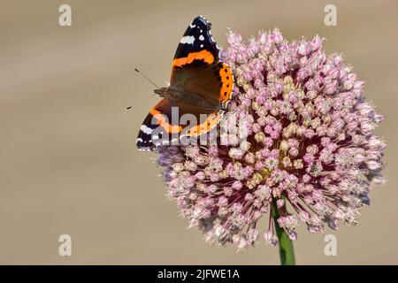 Papillon amiral rouge suçant le nectar d'une fleur rose vibrante dans le jardin à l'extérieur avec l'espace d'imitation. Vanessa Atalanta insecte avec des ailes colorées Banque D'Images