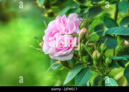 Vue rapprochée d'une seule rose rose poussant dans un parc au printemps. Brousse fleurie dans un jardin botanique ou arboretum sur une verdure floue Banque D'Images