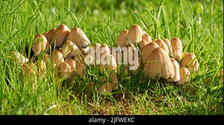 Gros plan des bouchons d'encre communs poussant sur l'herbe verte avec l'espace de copie. Groupe de champignons poussant sur un terrain vert luxuriant dans un parc ou un champ. Acheminement de troupes Banque D'Images