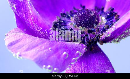 Macro photographie d'une fleur.stock métrage.Une fleur mauve vif a fleuri sur lequel la fumée grise lourde est autorisée . Vidéos Full HD de haute qualité Banque D'Images