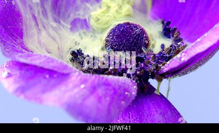 Macro photographie d'une fleur.stock métrage.Une fleur mauve vif a fleuri sur lequel la fumée grise lourde est autorisée . Vidéos Full HD de haute qualité Banque D'Images