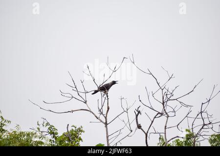 Un corbeau solitaire assis sur une branche qui est dead.concept - déforestation. Banque D'Images