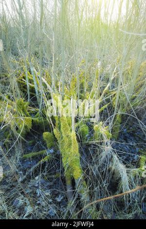 La mousse verte pousse sur l'écorce d'un arbre déchu dans un marécage du Danemark vide au début du printemps. Vue macro des détails, algues texturées se propageant, couvrant un bois Banque D'Images