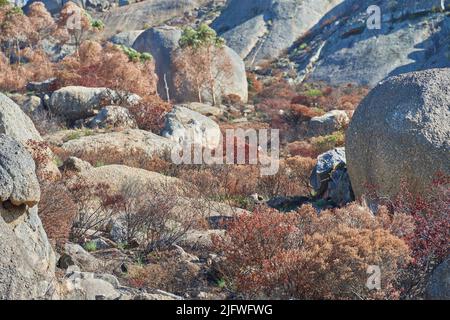 Grands rochers sur une montagne Lions Head à Cape Town, Afrique du Sud. Grandes pierres et plantes brunes sèches en plein air lors d'un essai de randonnée. Paysage sauvage ou Banque D'Images