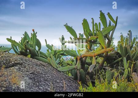 Gros plan des succulents et de l'herbe sauvage qui poussent entre les rochers d'une montagne. Cactus poussant sur un rocher près de Hout Bay, au Cap. Sud indigène Banque D'Images