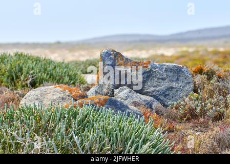 Les plantes de Fynbos poussent dans des paysages reculés autour de la roche de granit au Cap, en Afrique du Sud. Vue panoramique de l'environnement détaillé et de l'arrière-plan de l'espace de copie Banque D'Images