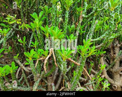 Une forêt de village indien Thorns plantes Banque D'Images