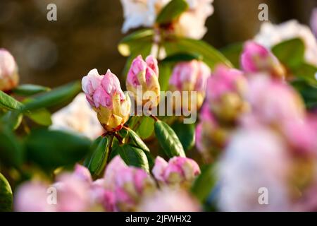 Gros plan des fleurs de Rhododendron en fleurs dans le jardin à la maison. Zoom sur le groupe fleuri de plantes ligneuses qui grandissent dans l'arrière-cour en été Banque D'Images